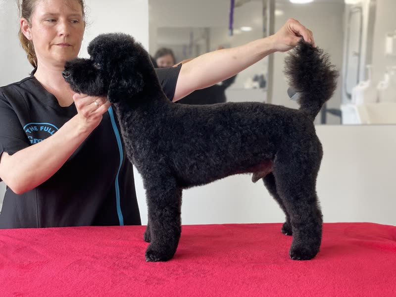 A groomer in a dark tunic holds a freshly clipped black poodle in a show pose on a pink grooming table inside the bright salon at The Full Groom