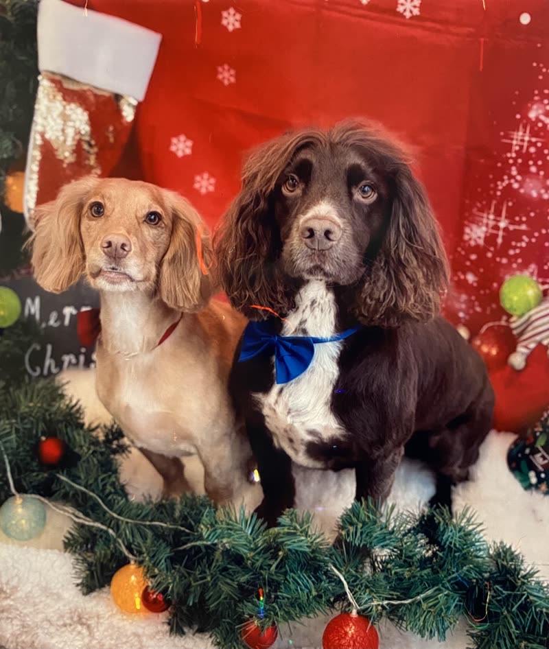 A golden spaniel and a chocolate spaniel in a blue bow tie sit side by side after their grooms, cropped to a wide frame with the Christmas sign removed