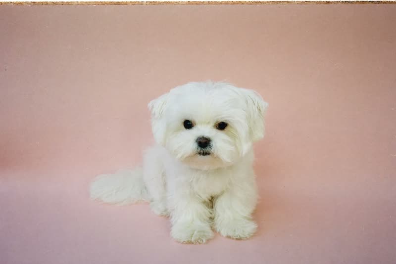 A small fluffy white dog with a freshly blow-dried coat sitting on a pale pink backdrop
