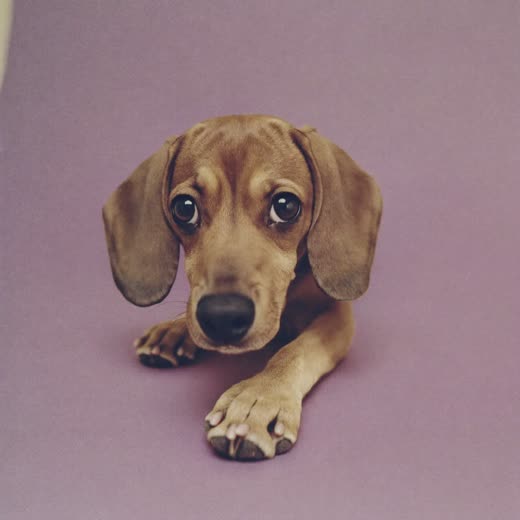 A small dog's paw with neatly trimmed nails on a lilac backdrop