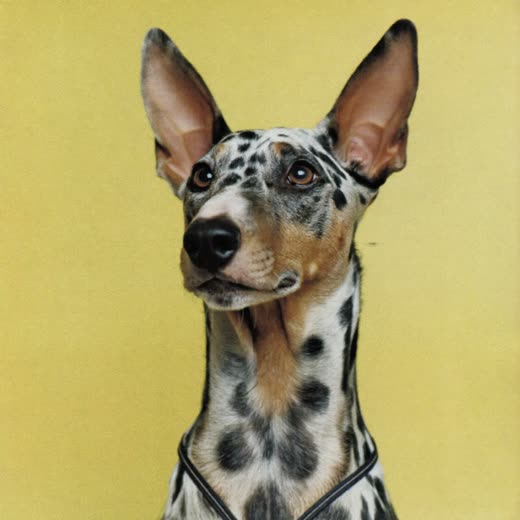 A border terrier with a tidy hand-stripped coat on a yellow backdrop